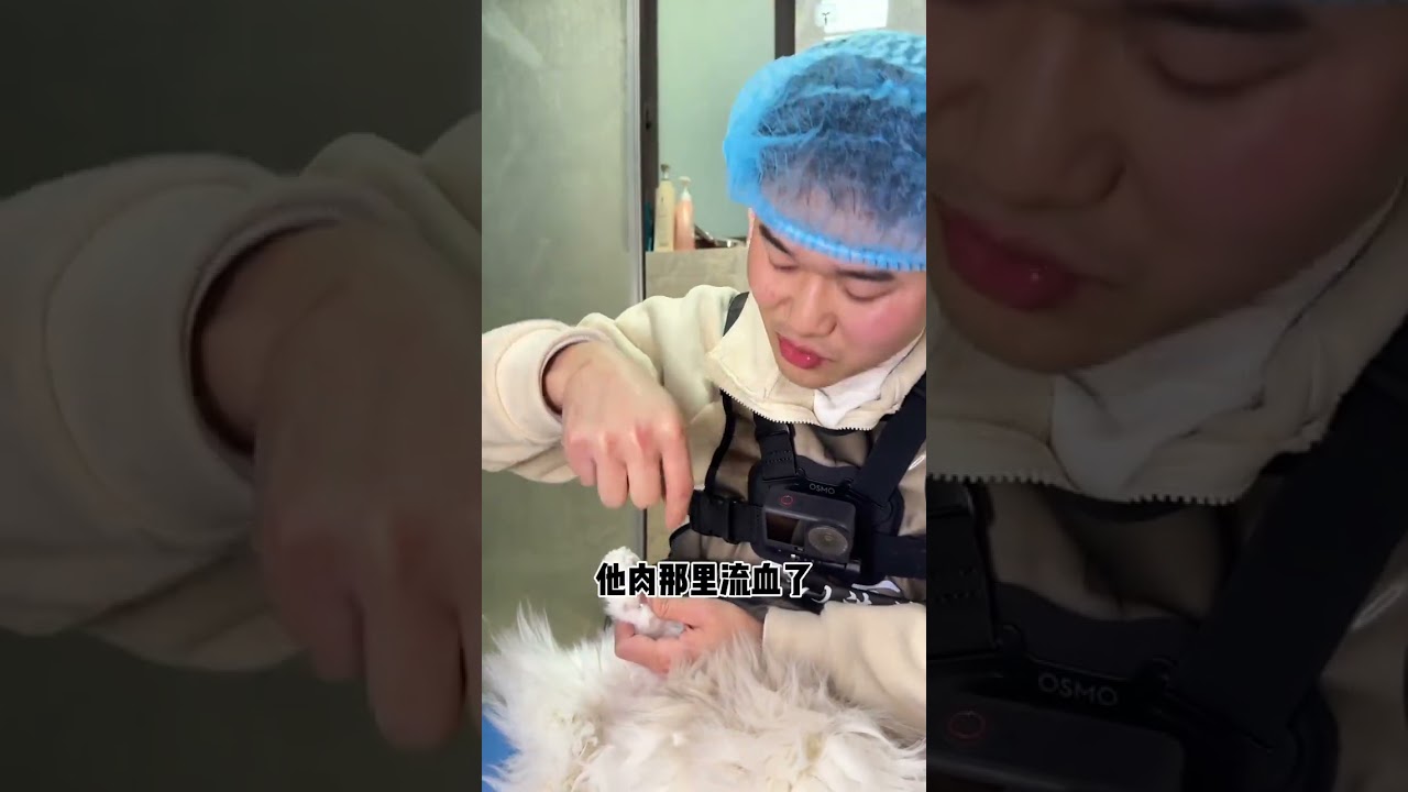 Chengdu door-to-door cat cleaning service Sweet Girl Ragdoll Cat as sweet as cotton candy