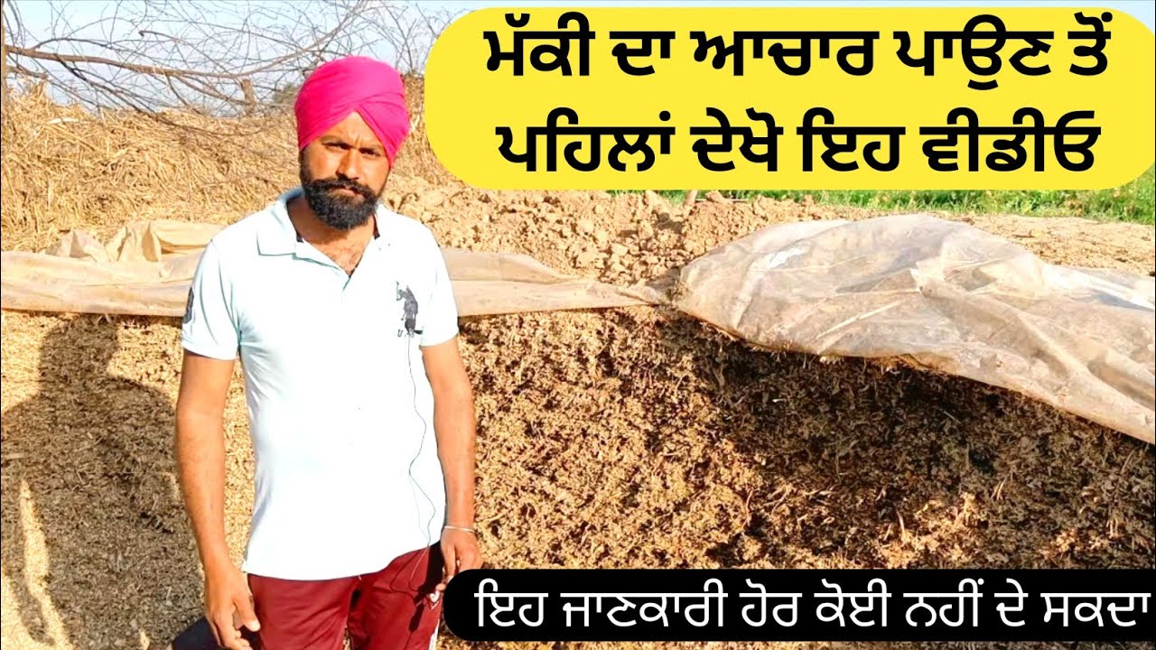 ਮੱਕੀ ਦਾ ਅਚਾਰ ਪਾਉਣ ਤੋਂ ਪਹਿਲਾਂ ਦੇਖੋ ਇਹ ਵੀਡੀਓ |ਫਿਰ ਕਦੇ ਖ਼ਰਾਬ ਨਹੀਂ ਹੋਵੇਗਾHow To Make Silage | Farmer TV |