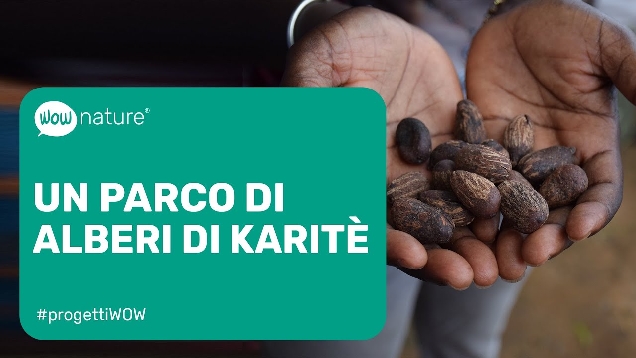 Un parco di alberi di karitè | WOWnature