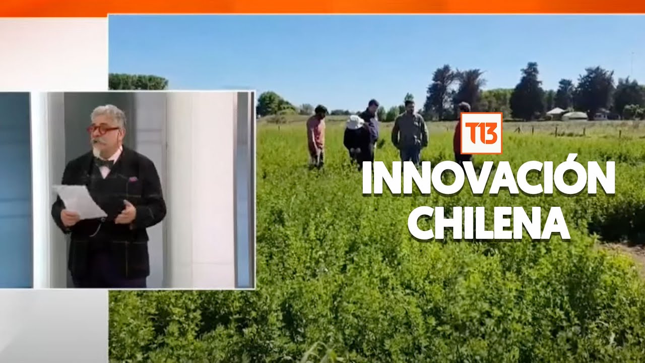 Chilenos desarrollan una variedad de alfalfa más resistente a las sequías