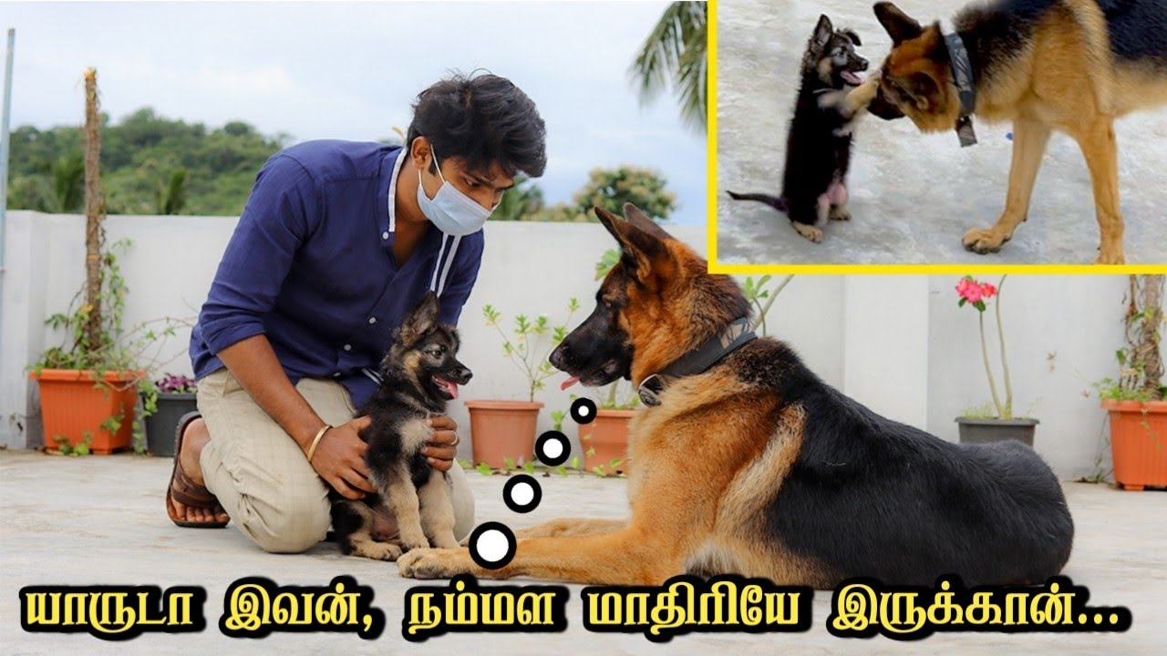 யாருடா இவன் புதுசா இருக்கான் 🤔 | JACKY got a new friend | GERMAN SHEPHERD