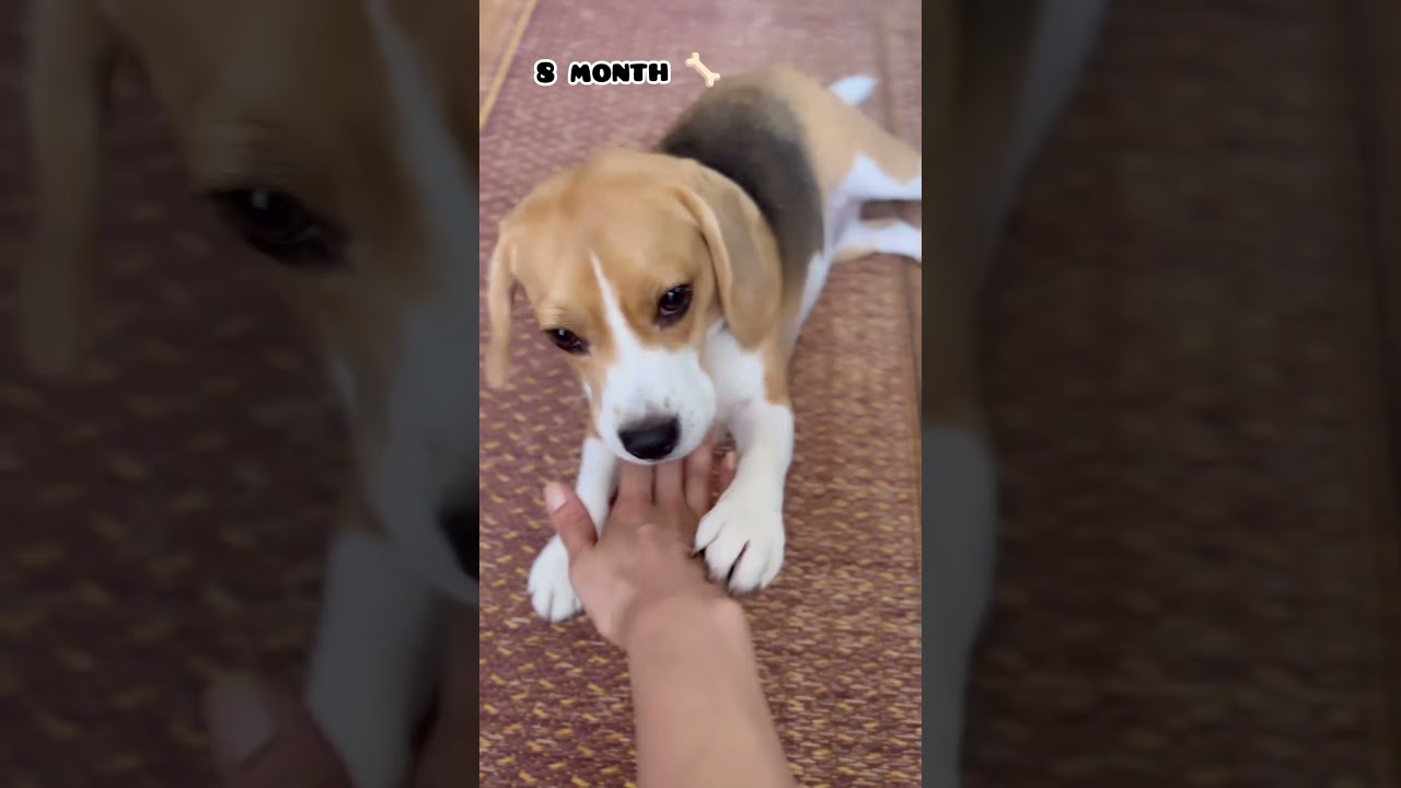 1 month Vs 1 year beagle transformation #feed #beagle #beaglepuppy #dog #shots #dogbreed #pets