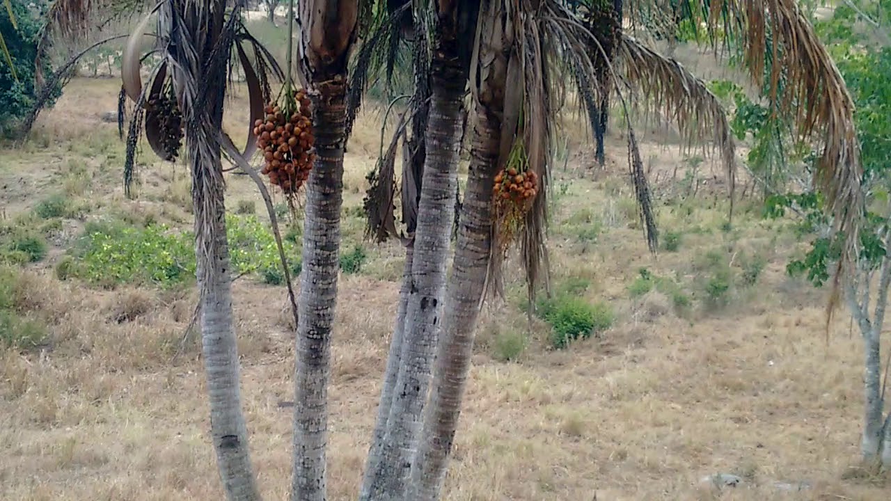Já viu esse tipo de coco é chamado de catole