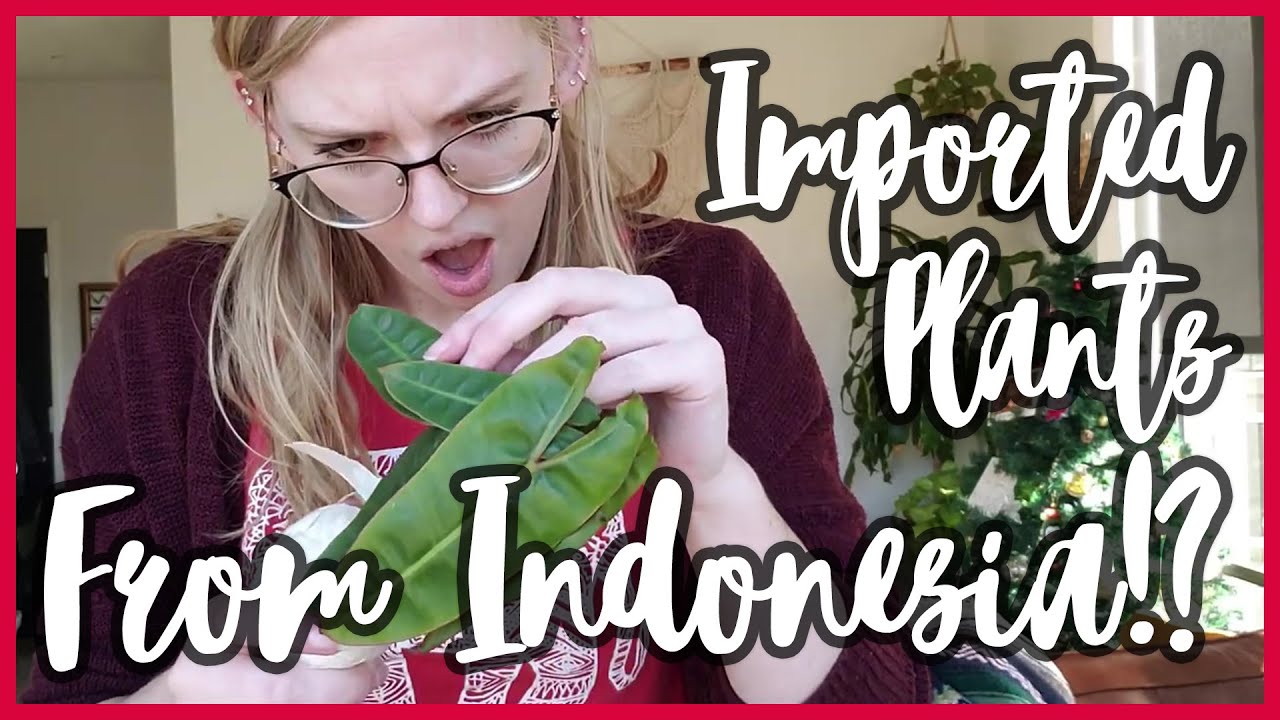 Rare Plant Unboxing! Plants from Indonesia!