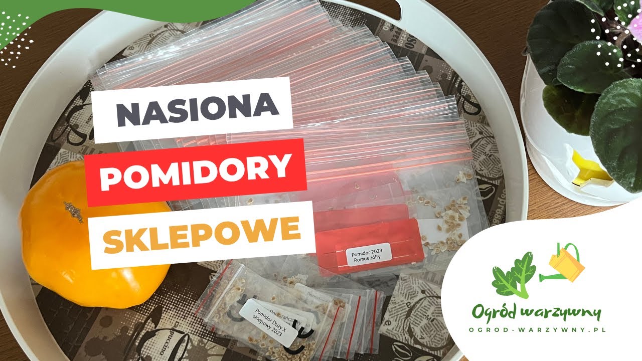 Nasiona pomidorów sklepowych | Nasiona pomidorów kolekcjonerskich