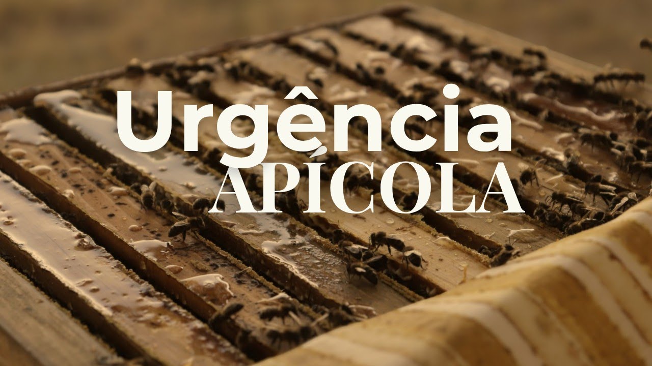 Alimenta&ccedil;&atilde;o de Emerg&ecirc;ncia &agrave;s Abelhas | Como Fazer na Apicultura Natural