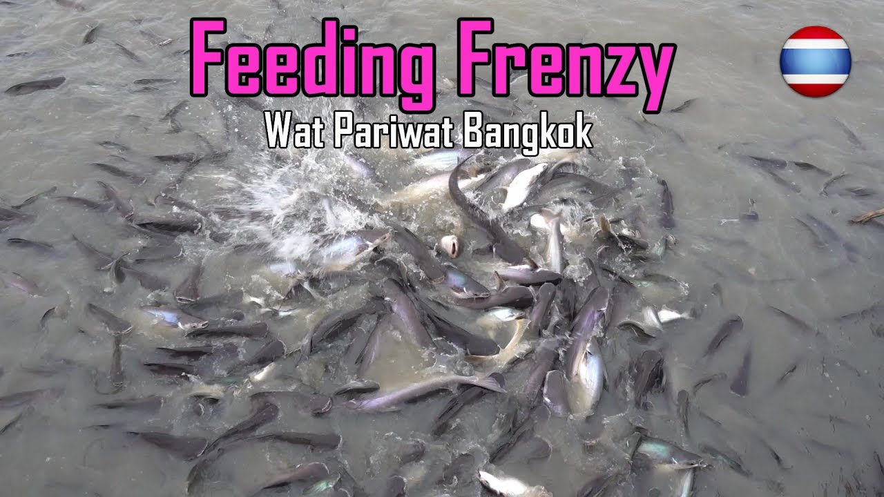 Feeding Striped Catfish Bangkok Thailand