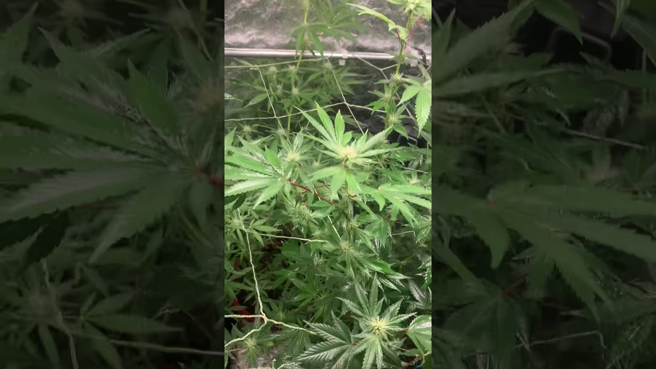 Flowering of gg#4 and critical widow