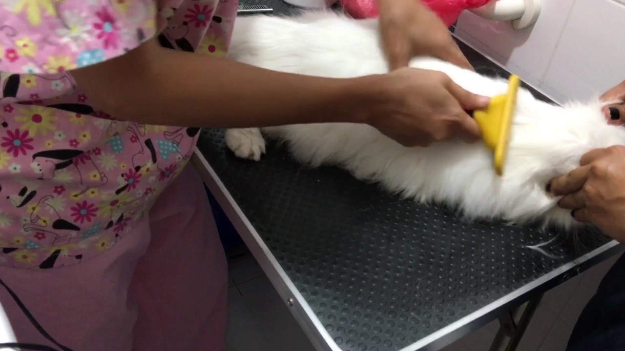 Exotic Longhair Persian Cat Grooming Session - Part 2
