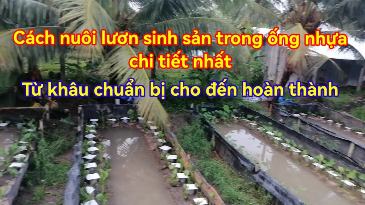Cách nuôi lươn sinh sản trong ống nhựa chi tiết nhất #luonsinhsan #luonbome