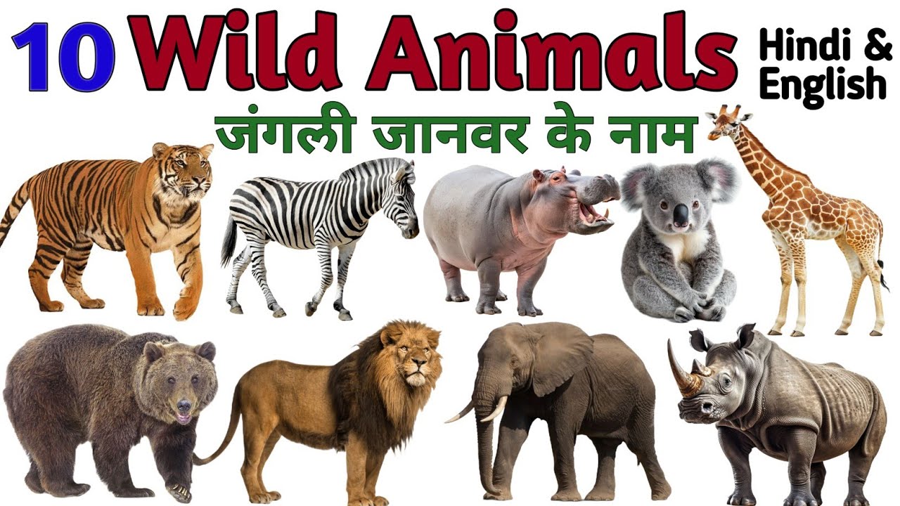 wild animals | 10 wild animals name in english | wild animals name | दस जंगली जानवरों के नाम