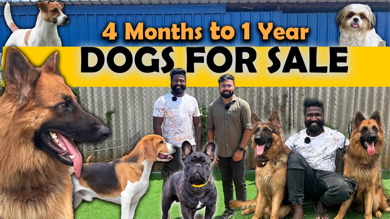 ரூ5000 முதல் Tamilnadu Largest Dog Kennel | All Breed Dogs | Yazhli Kennel Coimbatore | Dog for sale