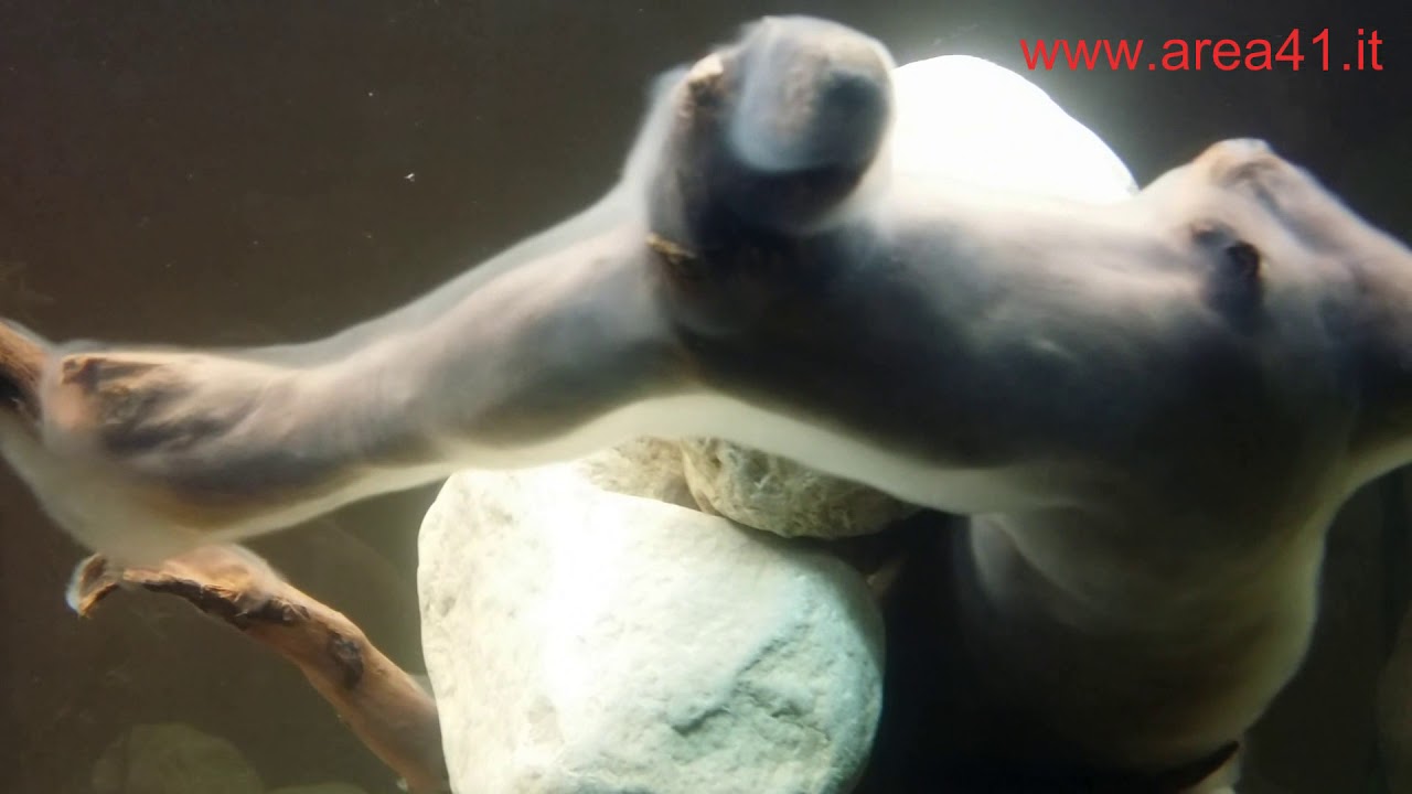 Allestire un Acquario - Quattro giorni dopo - Prima muffa sui tronchi