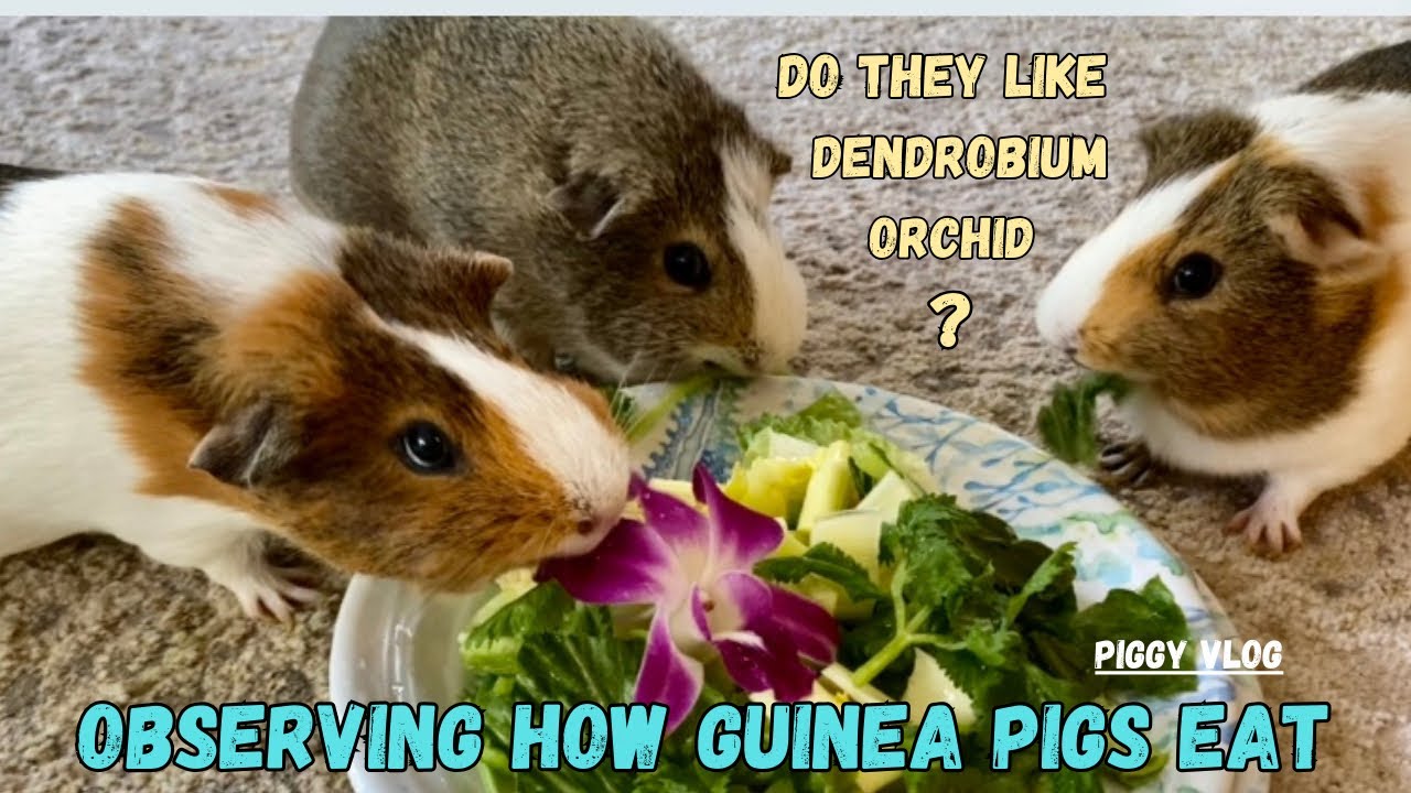 (Piggy Vlog) Observing How Guinea Pigs Eat: Do They Like Dendrobium Orchid? 20240709 EP115
