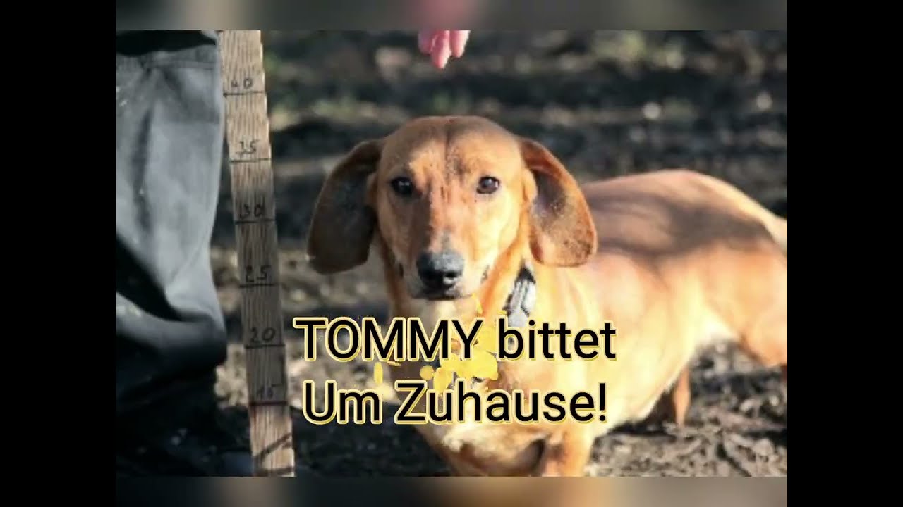 Mentor4Dogs-TOMMY stellt sich vor