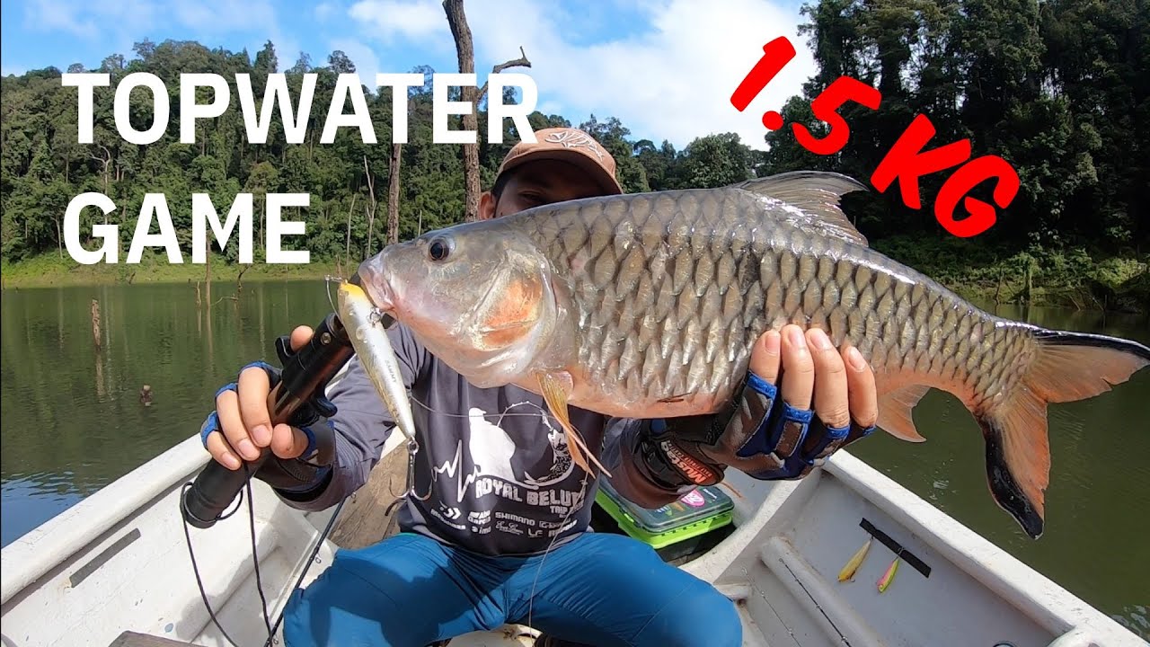 「BIG GAME」FIGHTING SEBARAU with TOP WATER PENCIL at TEMENGGOR LAKE, ROYAL BELUM -DAY 1 #kembarabelum