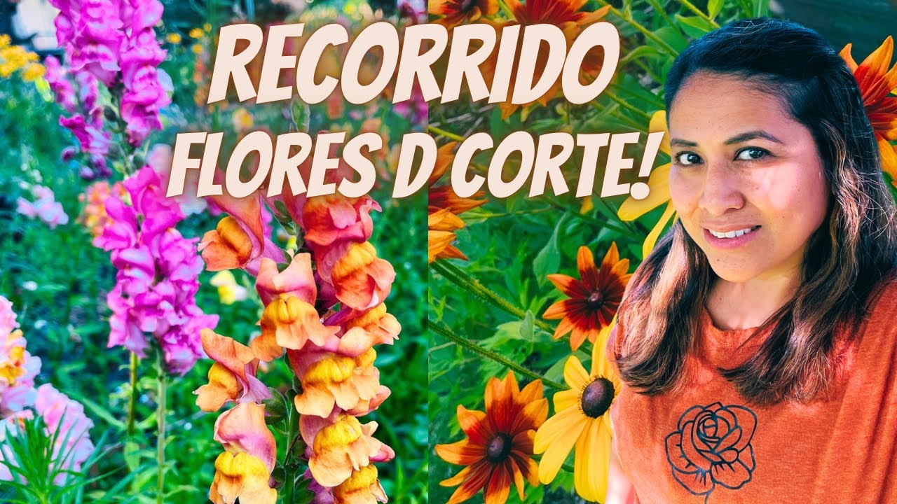 Recorrido de flores de corte / que flores están floreando y como van creciendo, #jardineria #flores