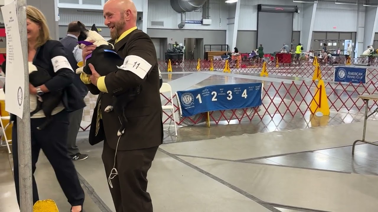 2025–05-23 Boston Terrier Breed Judging Day 1 Show 2 Doswell VA