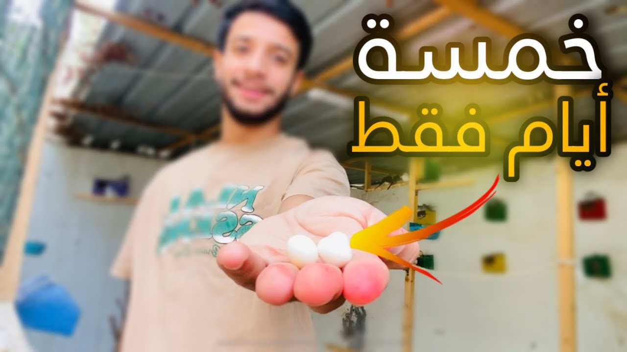 أفضل وأسرع طريقة للأنتاج من طيور الحب