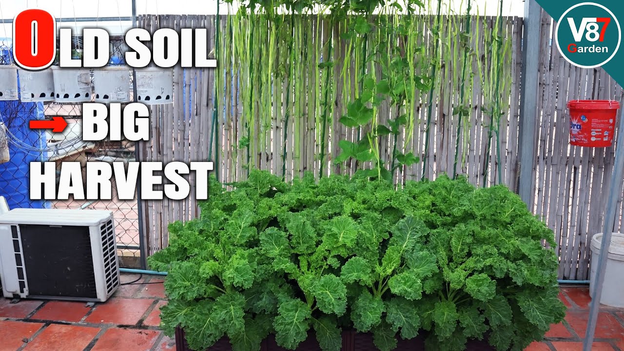 Reusing Old Soil to Grow Long Beans & Kale | Full Cycle From Seed to Harvest