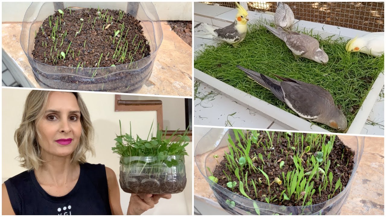FAZENDO PLANTA PRA CALOPSITA COMER!