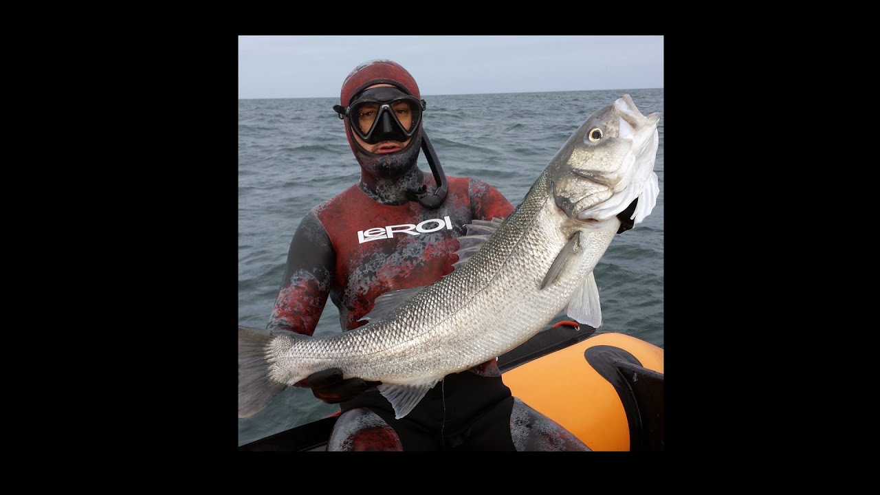 Chasse sous-marine sur épaves en Normandie