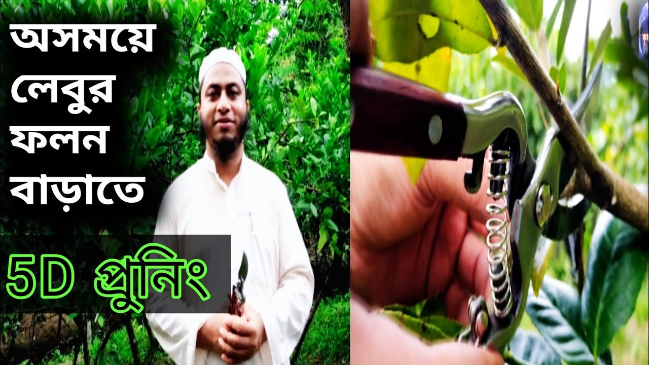 অসময়ে লেবুর ফলন বাড়াতে 5D প্রুনিং | 5D Pruning for the increasing the yield of Lemon at the off time