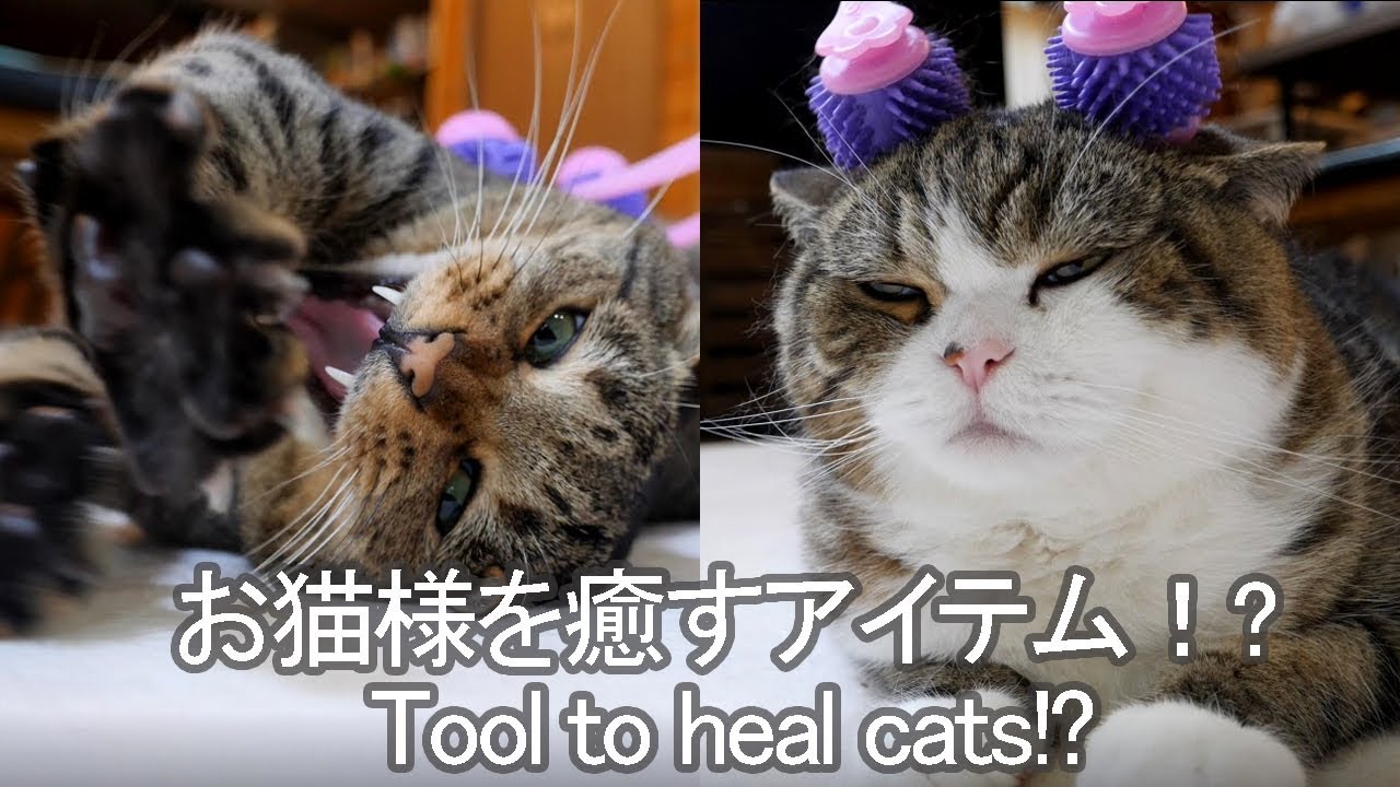 癒されるねこ。-I heal Maru&Hana.-