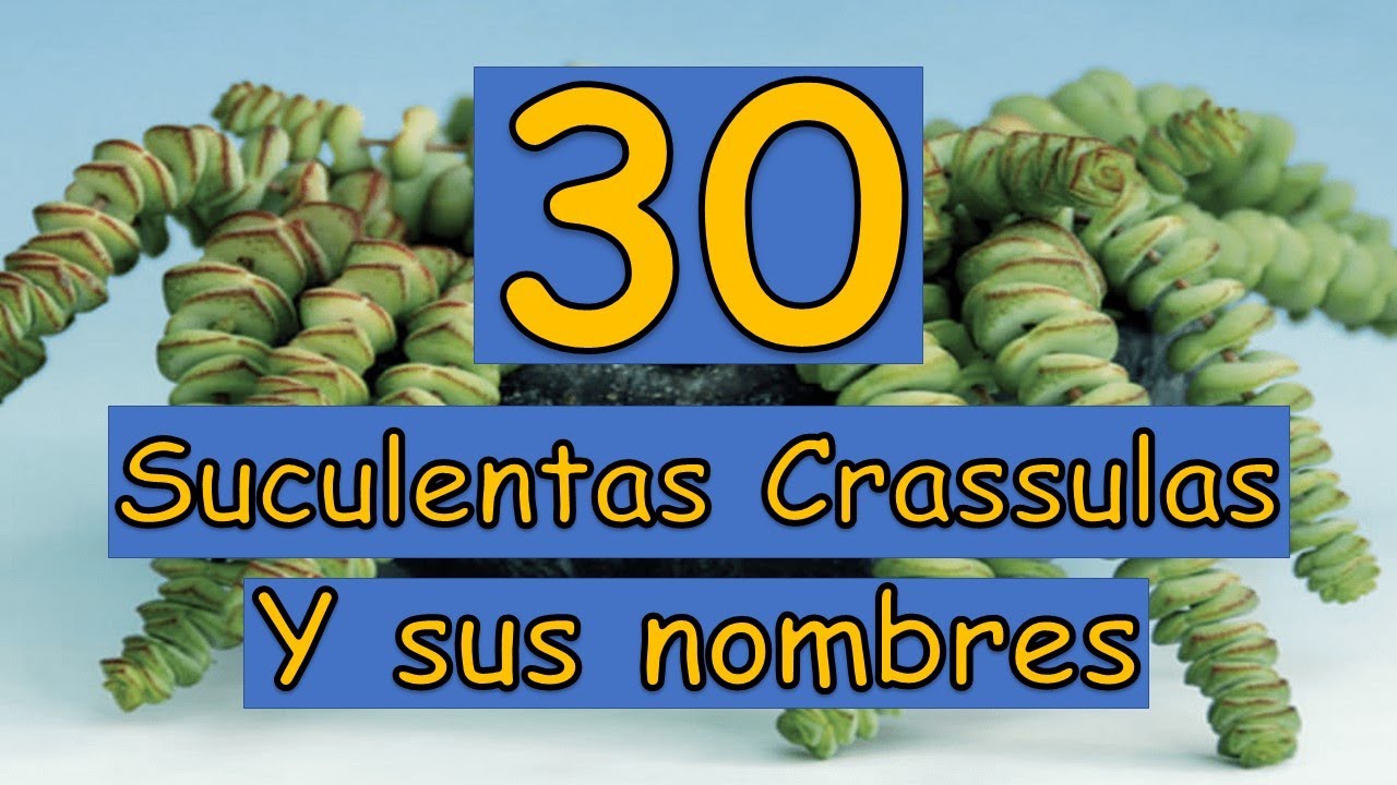 🎍 30 Suculentas Crassulas y sus nombres 🎍