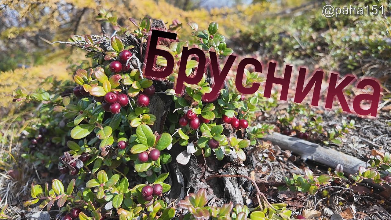 БРУСНИКА