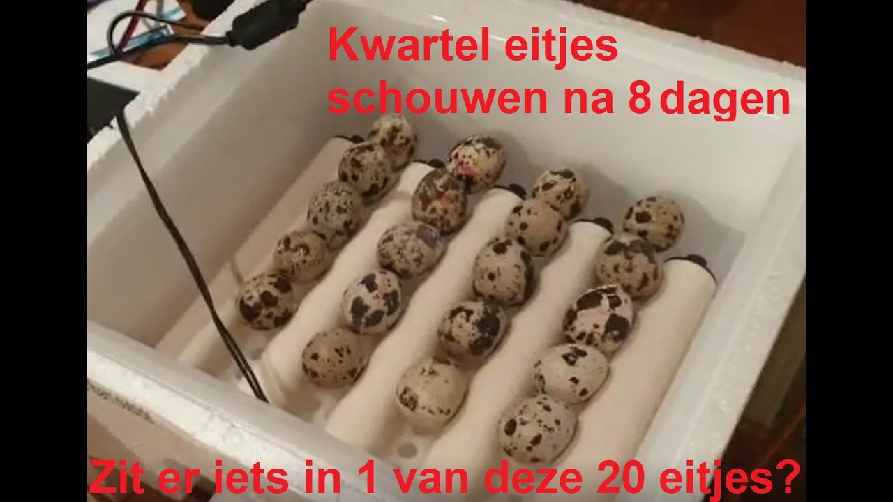 The quail project episode 2: het is tijd om de kwartel eitjes te schouwen na ruim 8 dagen. Spannend.