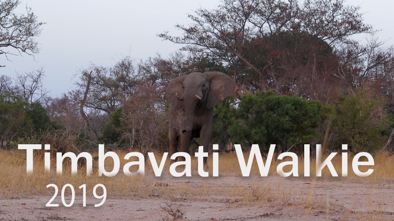 Timbavati Walkie 2019
