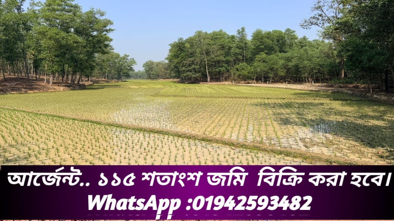 আর্জেন্ট.. ১১৫ শতাংশ জমি বিক্রি করা হবে.. Whatsapp.. 01942593482 