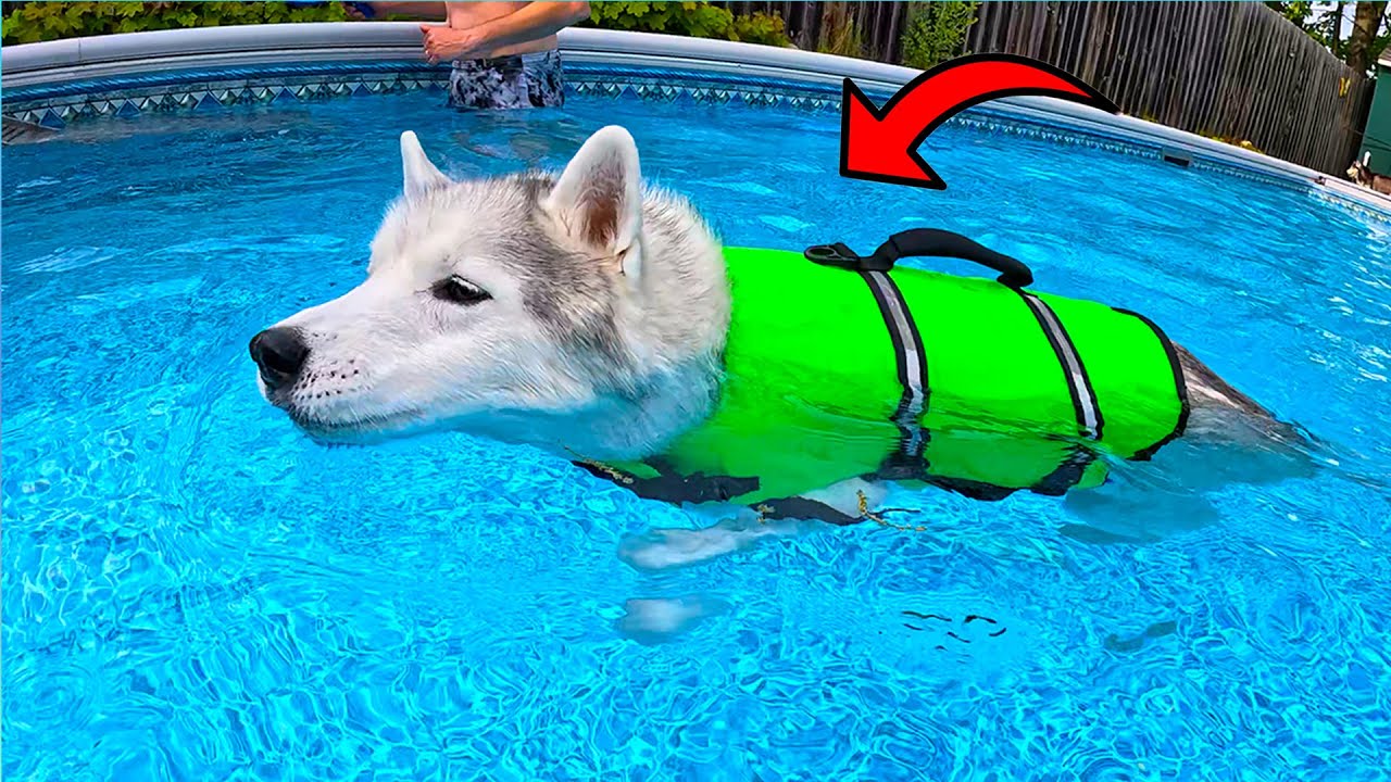 We Tried This Dog Life Jacket  Here&rsquo;s What Happened!