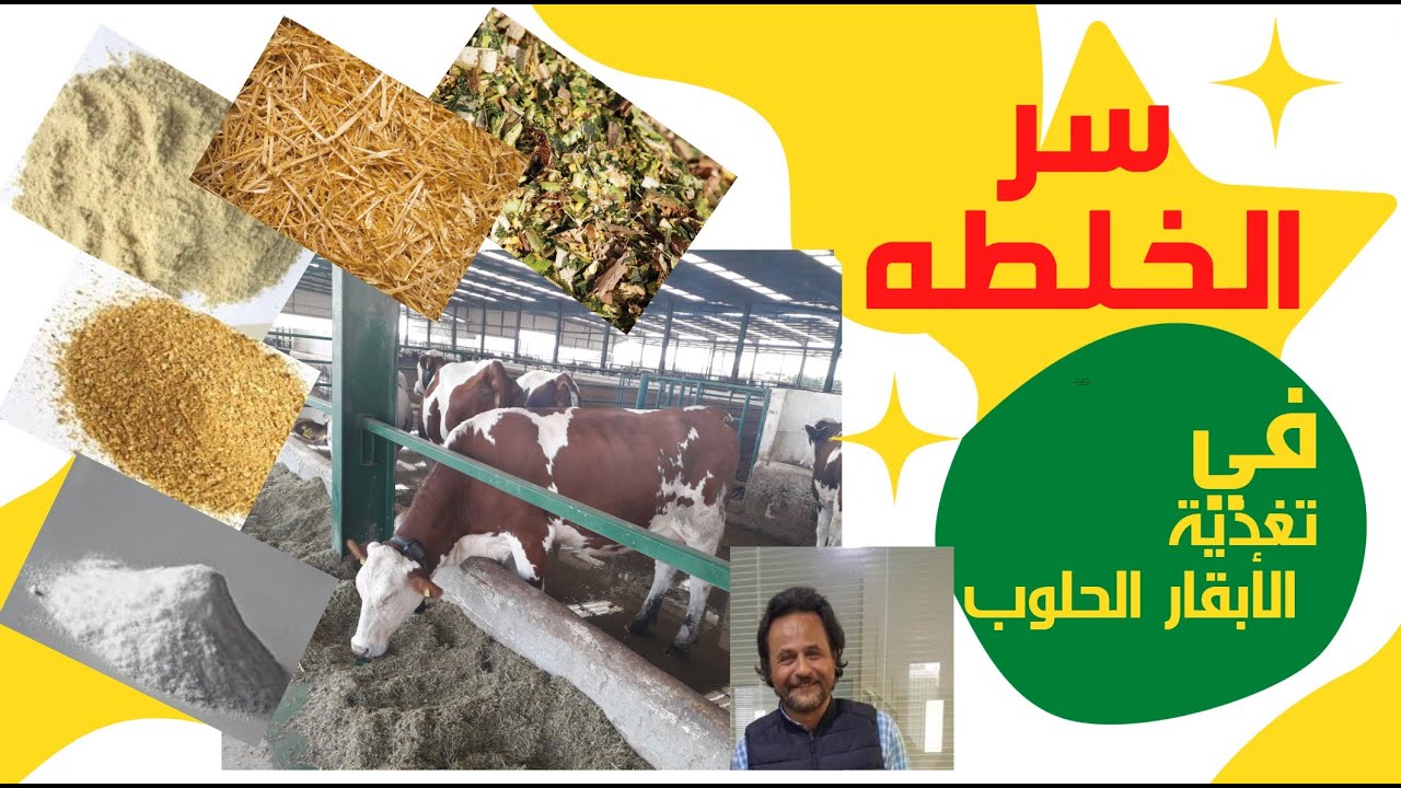 سر الخلطة في تغذية الأبقار والجاموس الحلوب