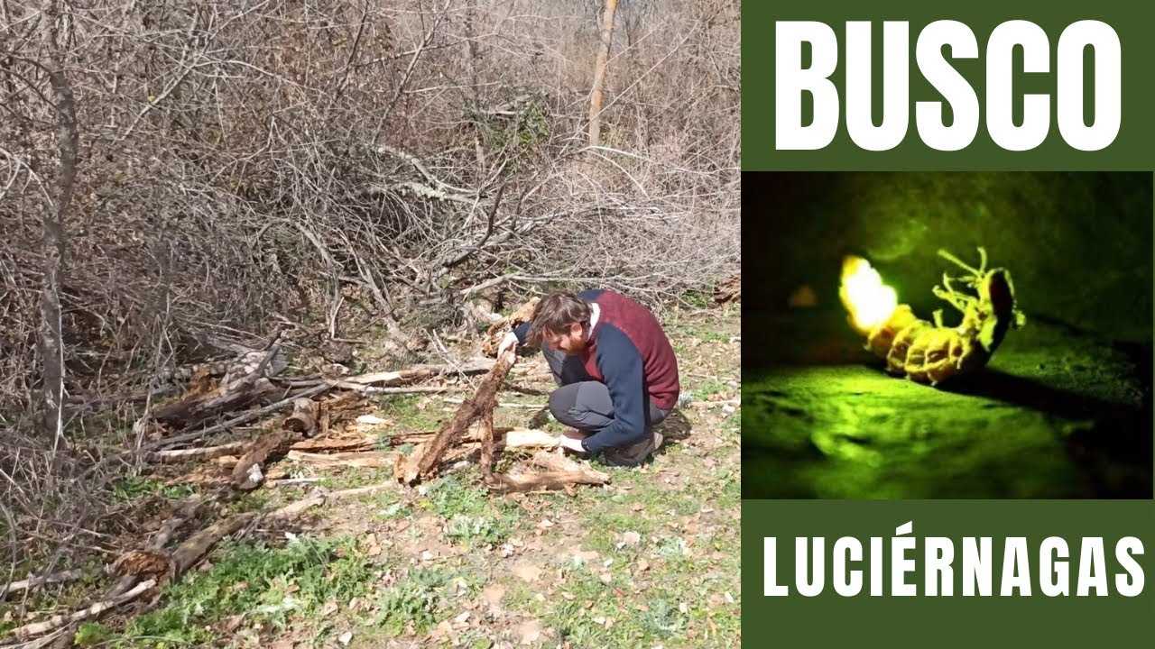 Dónde viven las LUCIÉRNAGAS y por qué emiten luz