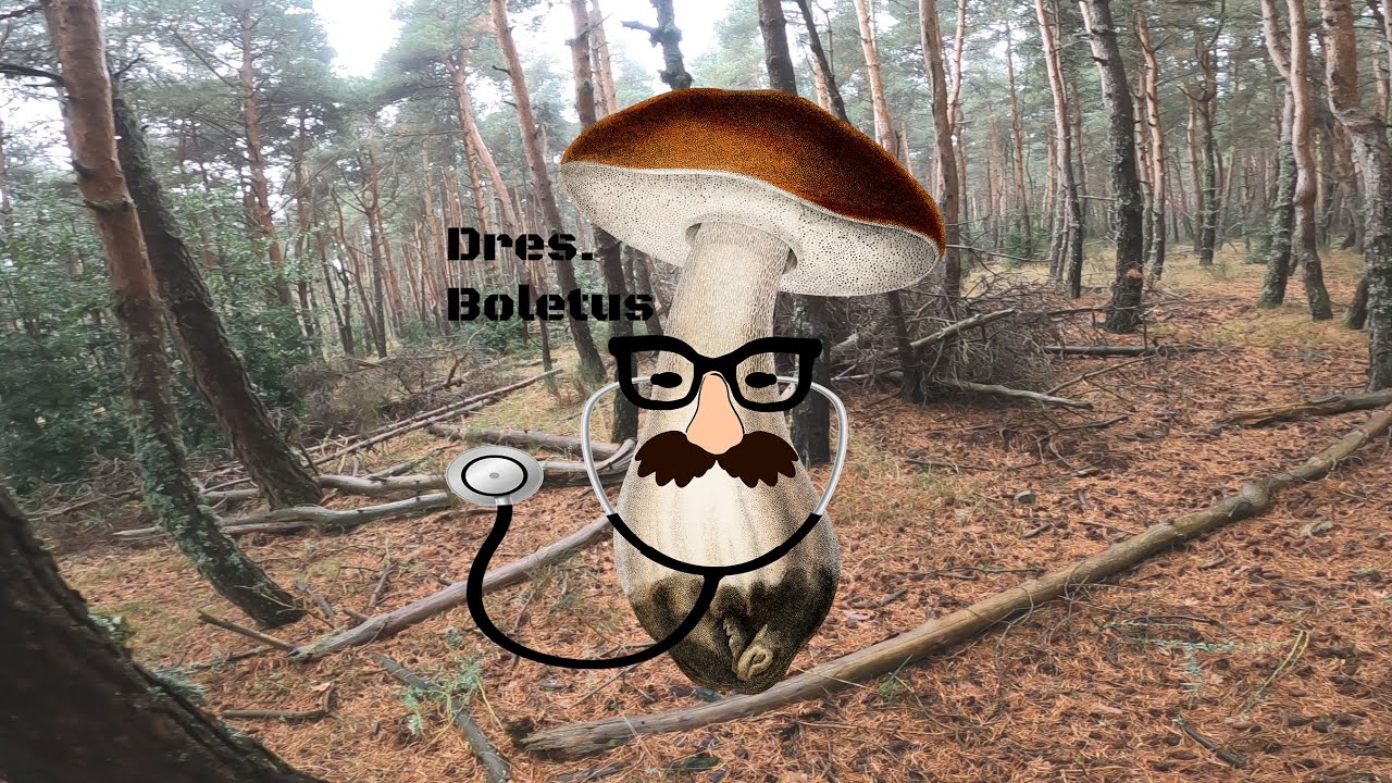 Sierra de Guadarrama (24 de Octubre 2020), En busca de Boletus Edulis, Onddo Zuri, Funghi Porcini