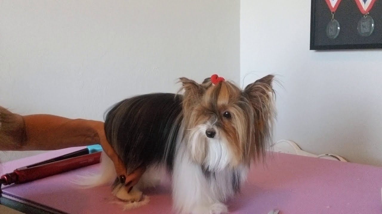Biewer Terrier: Learn to Groom Beveled Feet on the Newest Breed Recognized By the AKC