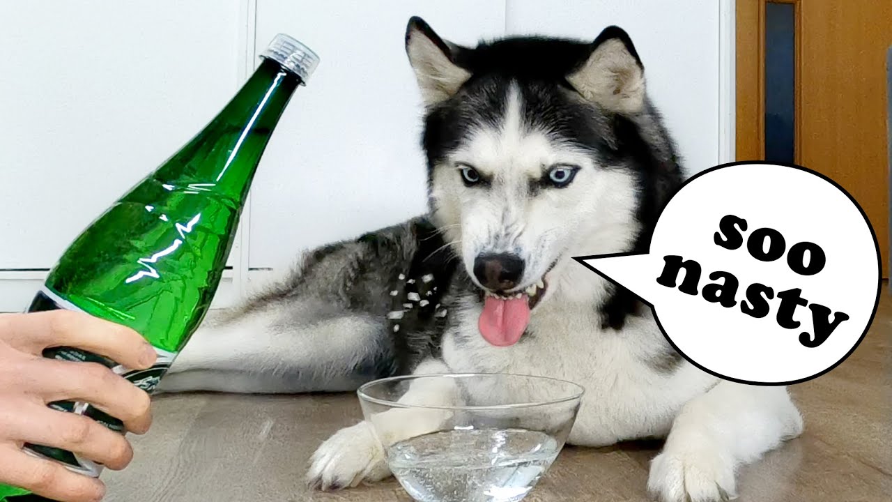 My Dog Tries Sparkling Water for the First Time!