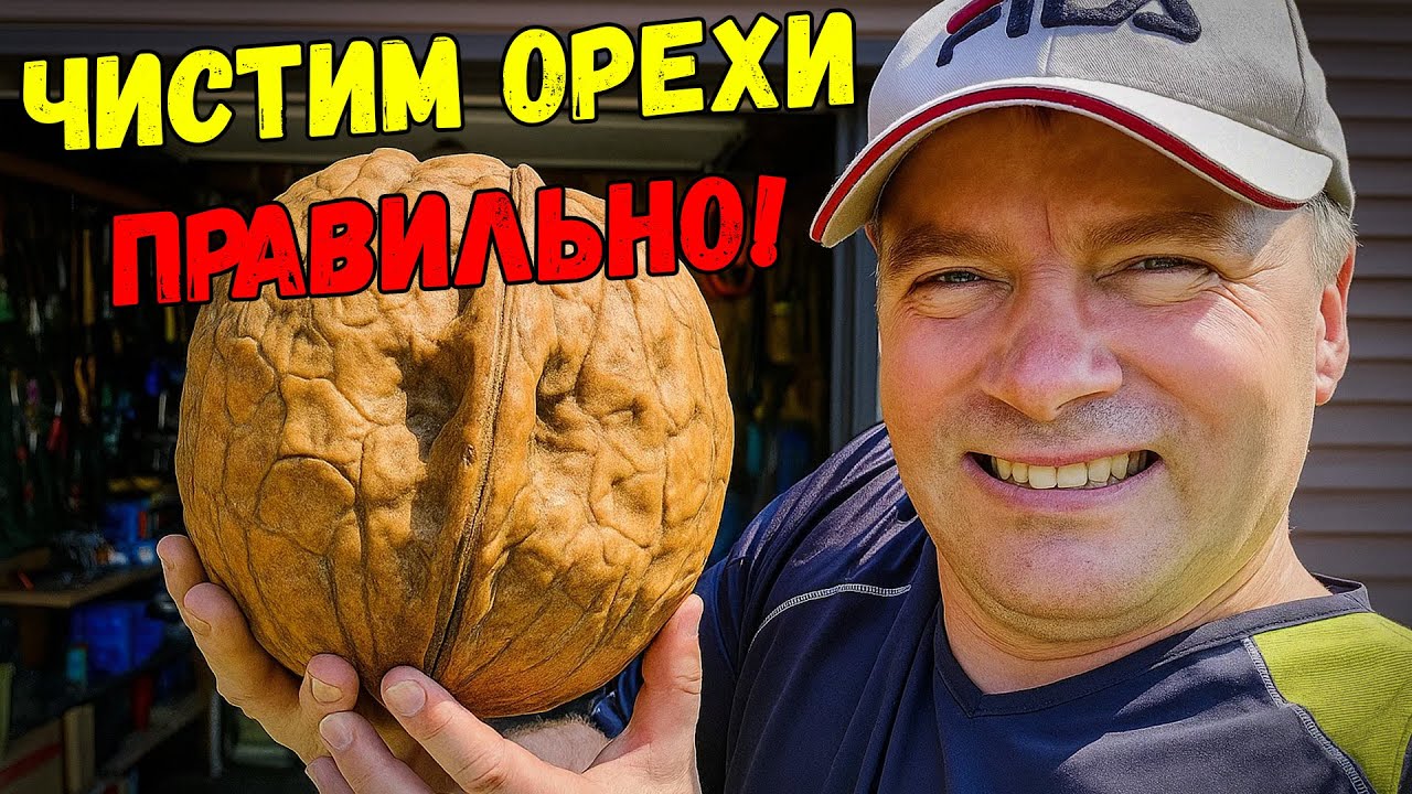 Секрет скупщика: как очистить грецкий орех и достать ядро целым за пару секунд!