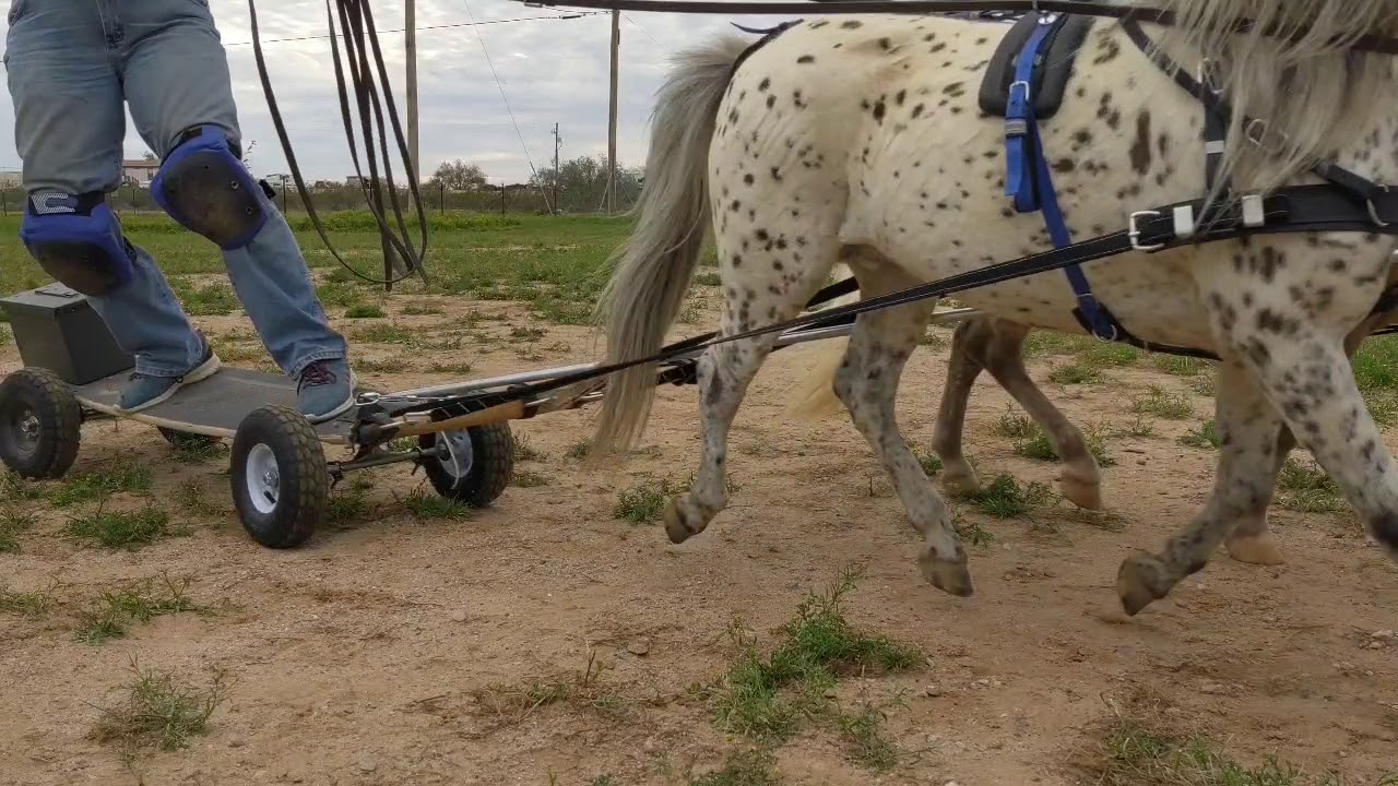 Boardjoring with a pair of miniature horses!
