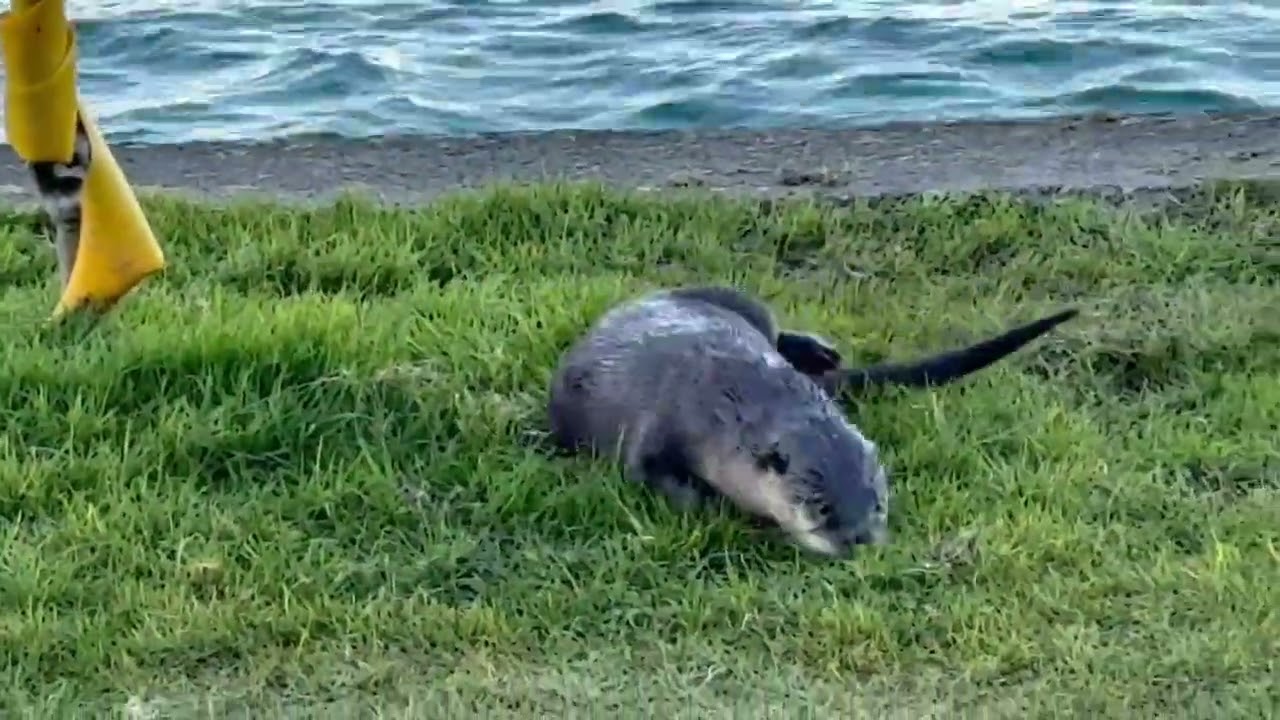 Reader video: River otter on West Seattle shore