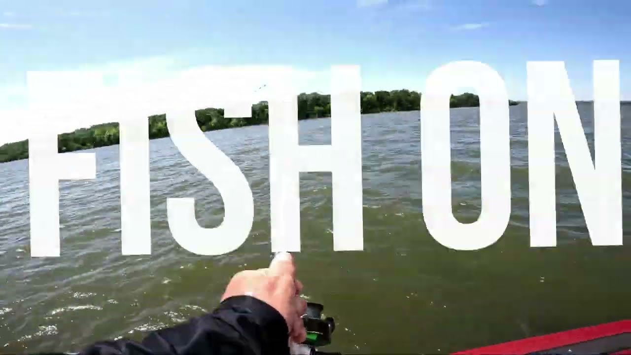 Percy Priest Lake Hybrids & White Bass, BEST way to hook bait fish