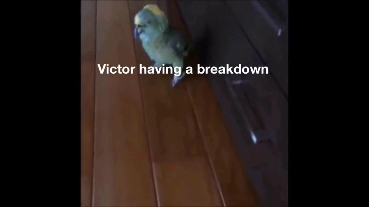 Frankenstein except it’s memes