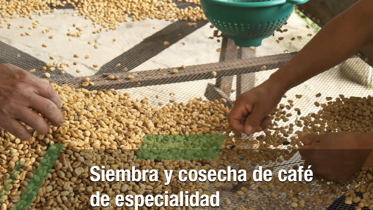 Siembra y cosecha de café de especialidad - TvAgro por Juan Gonzalo Angel Restrepo
