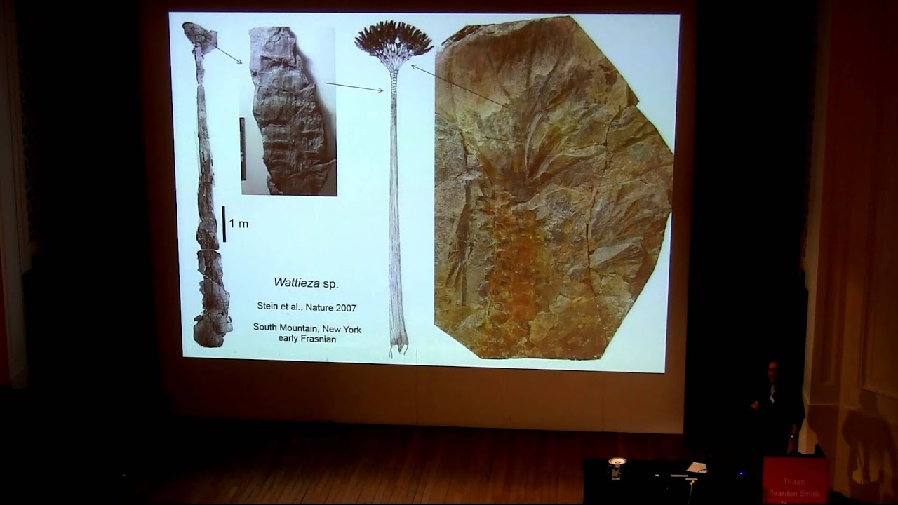 Rooted in Earth history: the Devonian transition to a forested planet