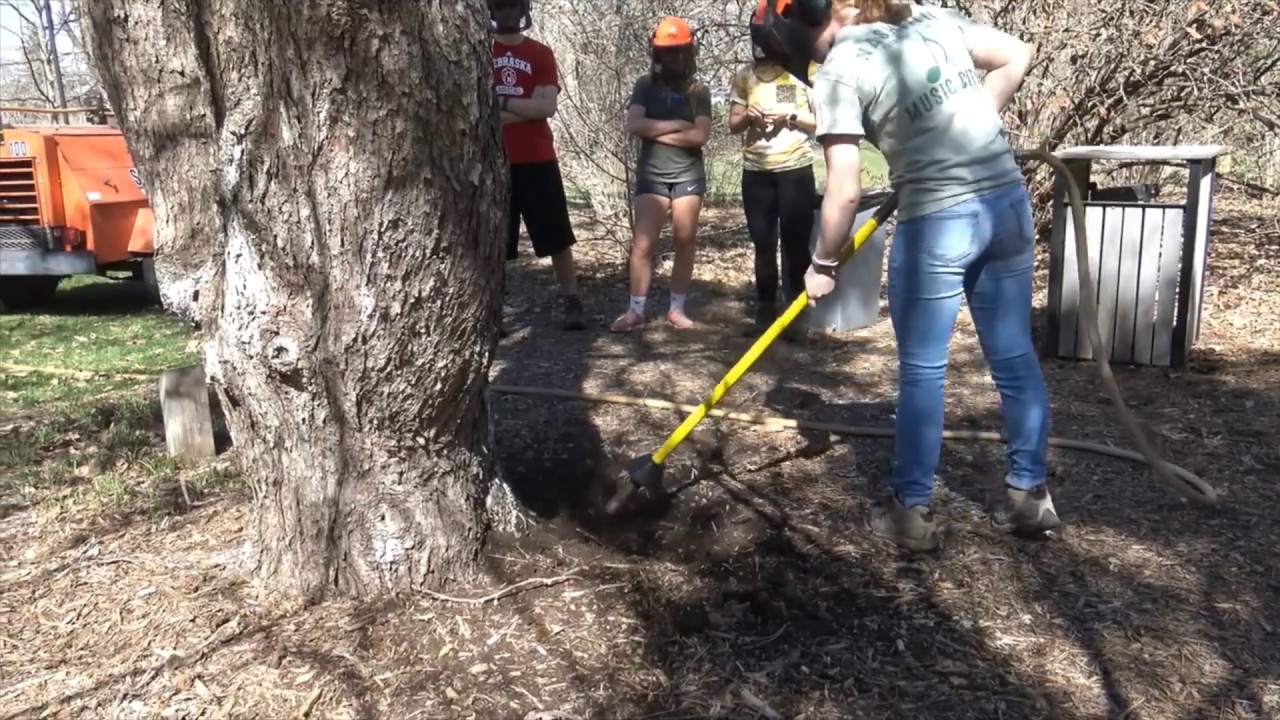 Air excavation of tree roots