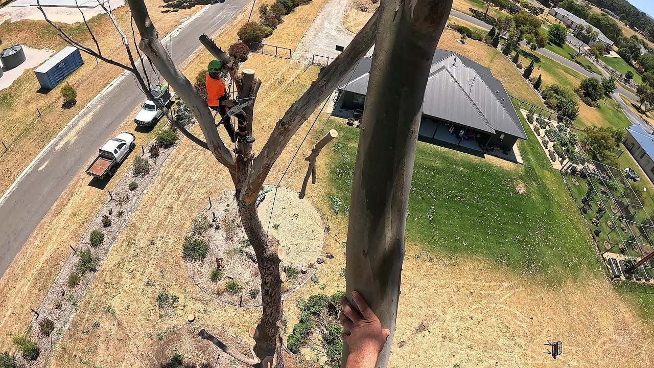 TWO very DIFFERENT days of TREE WORK!!! #Climbing