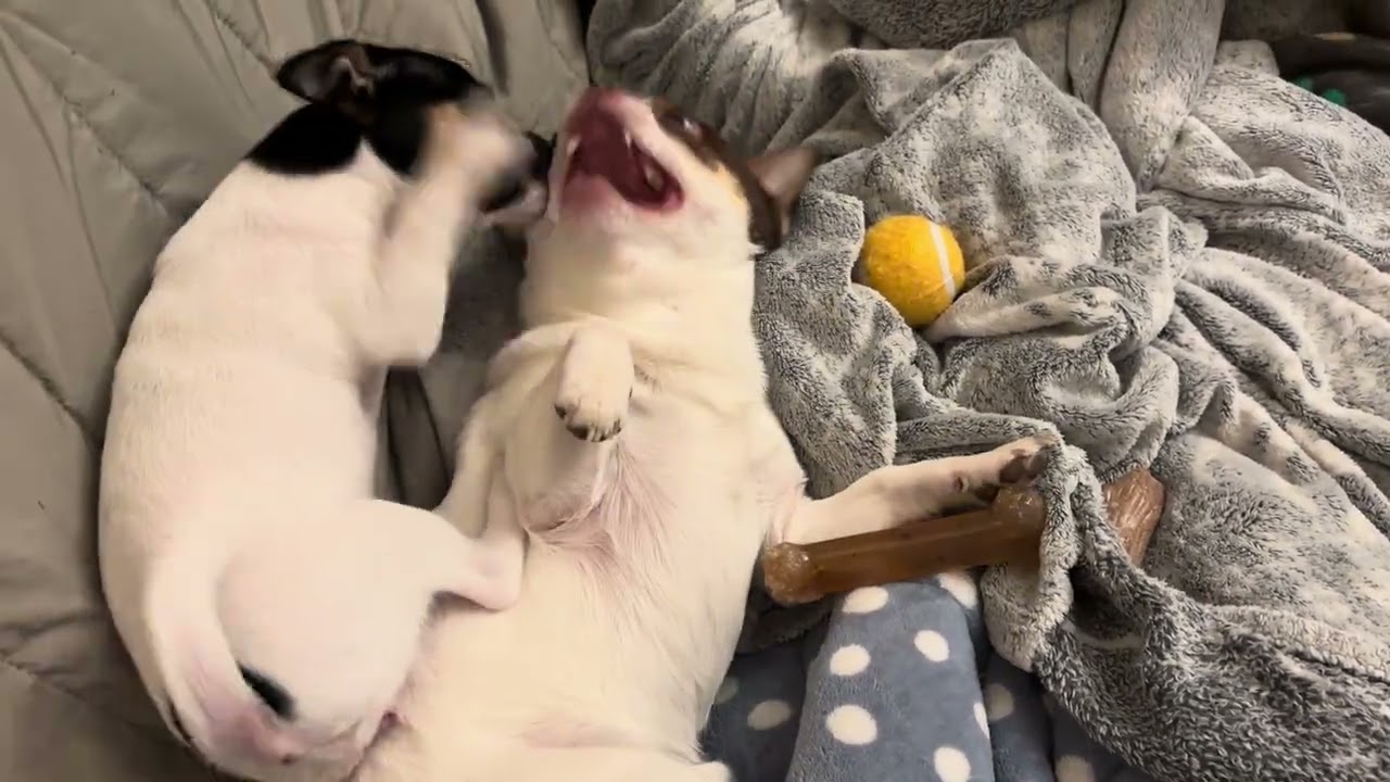 Molly – Tiny Chaos Machine 😍