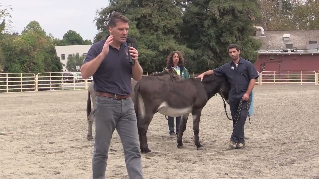 The shaping Plan Ben HartBehaviorist and Trainer, The Donkey Sanctuary, Sidmouth UK
